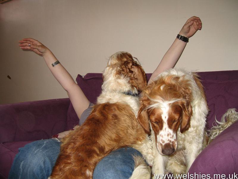 2011-07-23 07.JPG - Demonstrating a true Welshie snuggle!